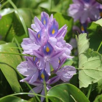 <i>Pontederia crassipes</i>  Mart.